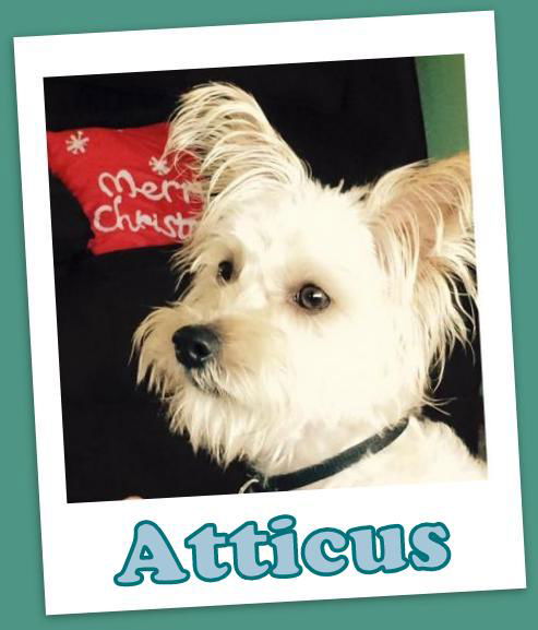 Atticus (ADOPTION PENDING)