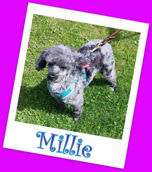 Millie Franklin (ADOPTION PENDING)