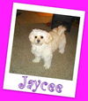 Jaycee