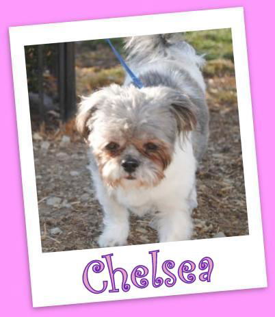 Chelsea (ADOPTION PENDING)