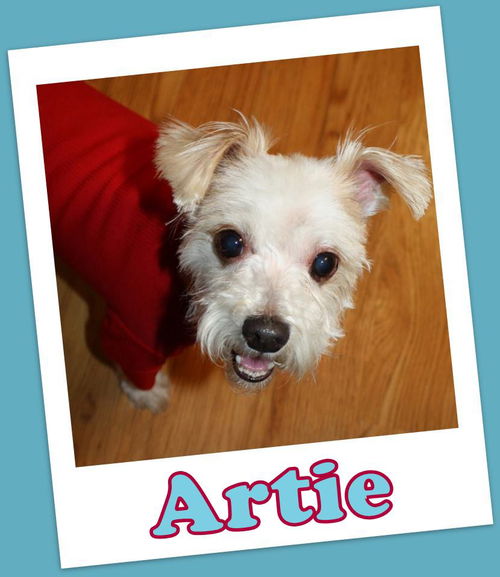 Artie (ADOPTION PENDING)