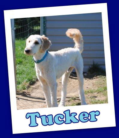 Tucker (ADOPTION PENDING)