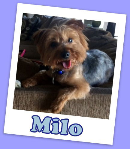 Milo Franklin (ADOPTION PENDING)