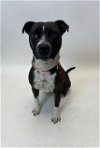 adoptable Dog in ward, AR named QUILLA