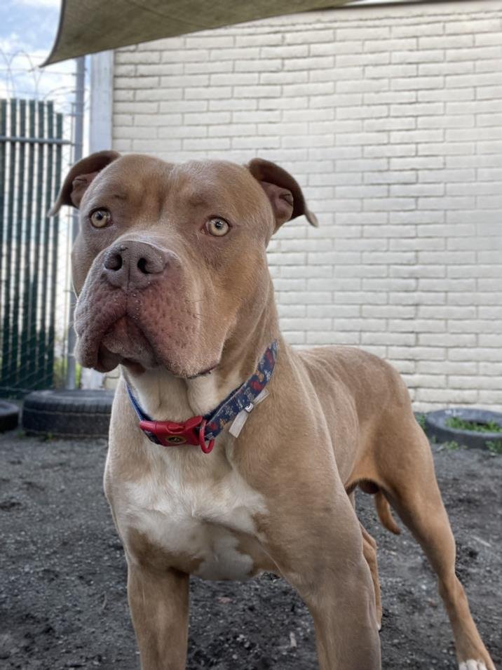 adoptable Dog in Hayward, CA named ROSCOE