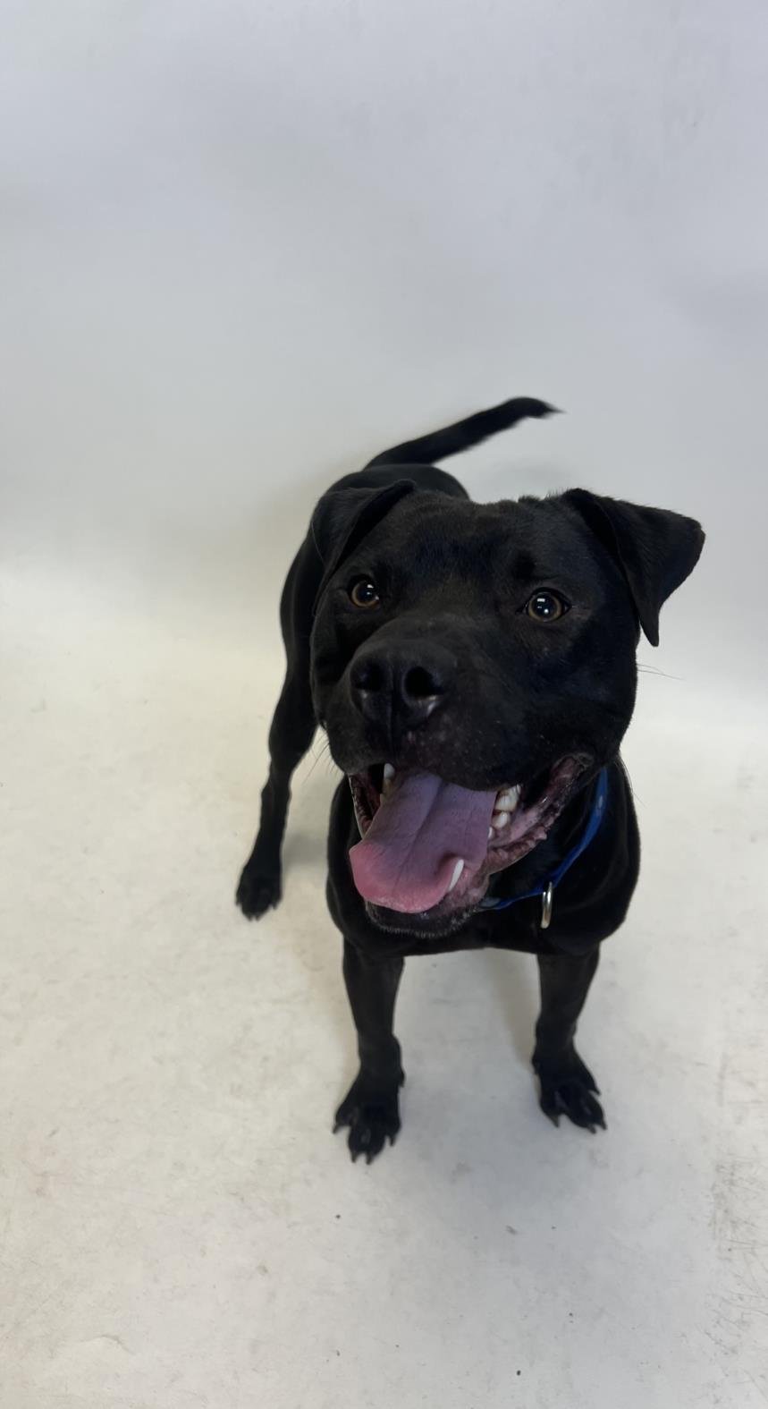 adoptable Dog in Hayward, CA named CHICO