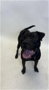 adoptable Dog in ward, AR named CHICO
