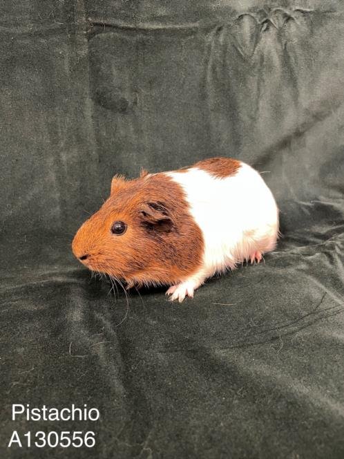 adoptable Guinea Pig in Hayward, CA named PISTACHIO