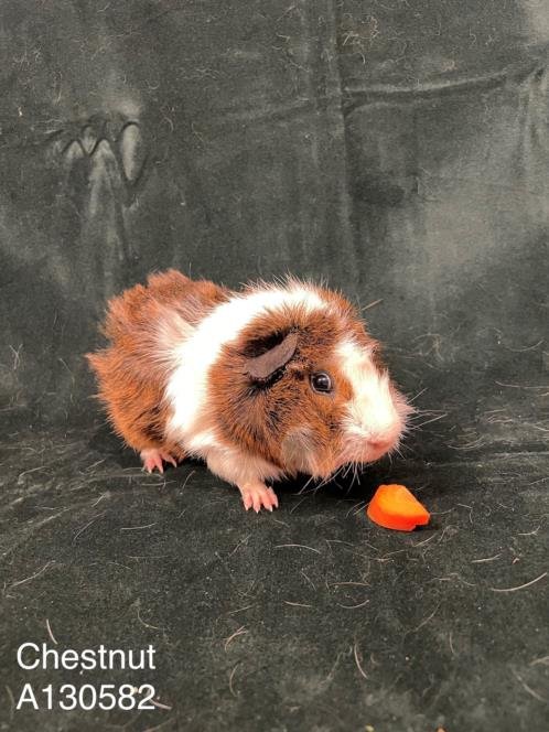 adoptable Guinea Pig in Hayward, CA named CHESTNUT