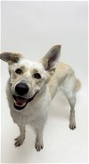 adoptable Dog in hayward, ca, CA named PEARL