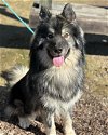 adoptable Dog in hayward, ca, CA named NINER