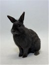adoptable Rabbit in ward, AR named JET