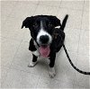 adoptable Dog in hayward, ca, CA named MOCHA