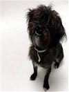 adoptable Dog in hayward, ca, CA named KYLE