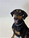 adoptable Dog in hayward, ca, CA named PEBBLES