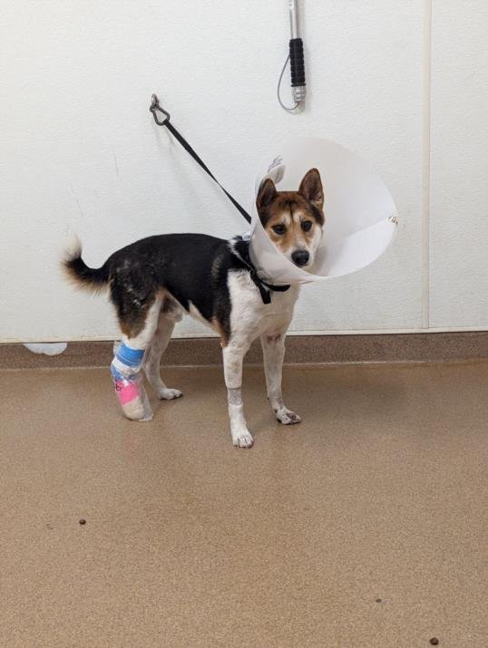 adoptable Dog in Hayward, CA named SIMBA