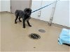 adoptable Dog in hayward, ca, CA named KATRINA