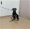 adoptable Dog in ward, AR named THELMA