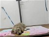 adoptable Dog in ward, AR named DOMINIC
