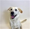 adoptable Dog in ward, AR named HONEY