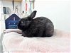 adoptable Rabbit in  named NESTER