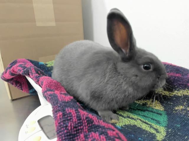 adoptable Rabbit in Hayward, CA named MISTY