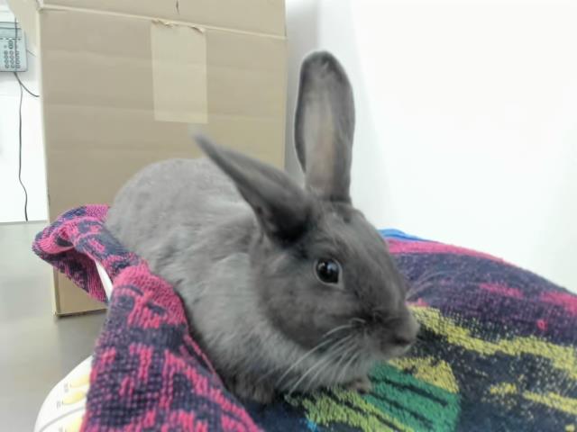 adoptable Rabbit in Hayward, CA named CLOUDY