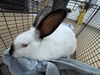 adoptable Rabbit in Hayward, CA named SKIPPY JOHN JONES