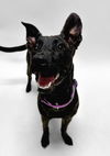 adoptable Dog in  named KENDRA