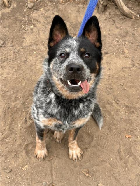 adoptable Dog in Hayward, CA named BLUEY