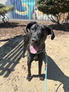 adoptable Dog in Hayward, CA named CHARLOTTE