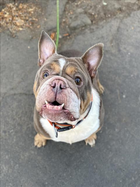 adoptable Dog in Hayward, CA named MEATBALL