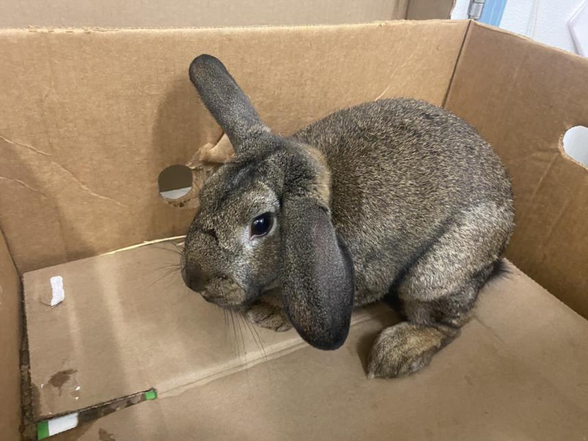 adoptable Rabbit in Hayward, CA named A133958