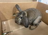 adoptable Rabbit in  named A133958