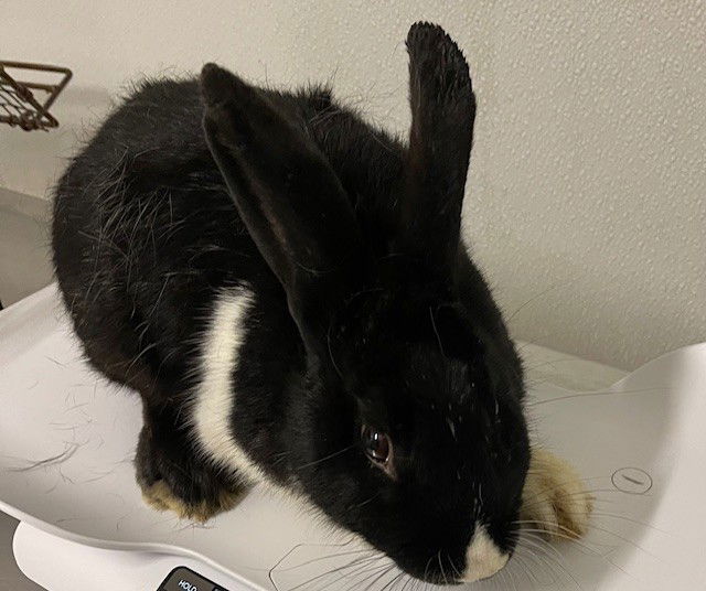 adoptable Rabbit in Hayward, CA named TAPIOCA
