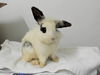adoptable Rabbit in  named FLOOFY BOB