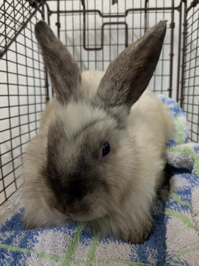 adoptable Rabbit in Hayward, CA named SEAL