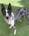 adoptable Dog in  named GINNY
