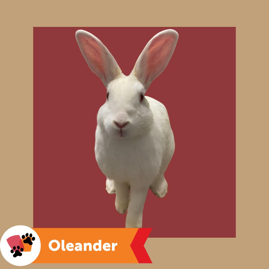 adoptable Rabbit in Hayward, CA named OLEANDER