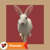 adoptable Rabbit in Hayward, CA named OLEANDER