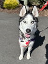 adoptable Dog in  named GERARD WAY