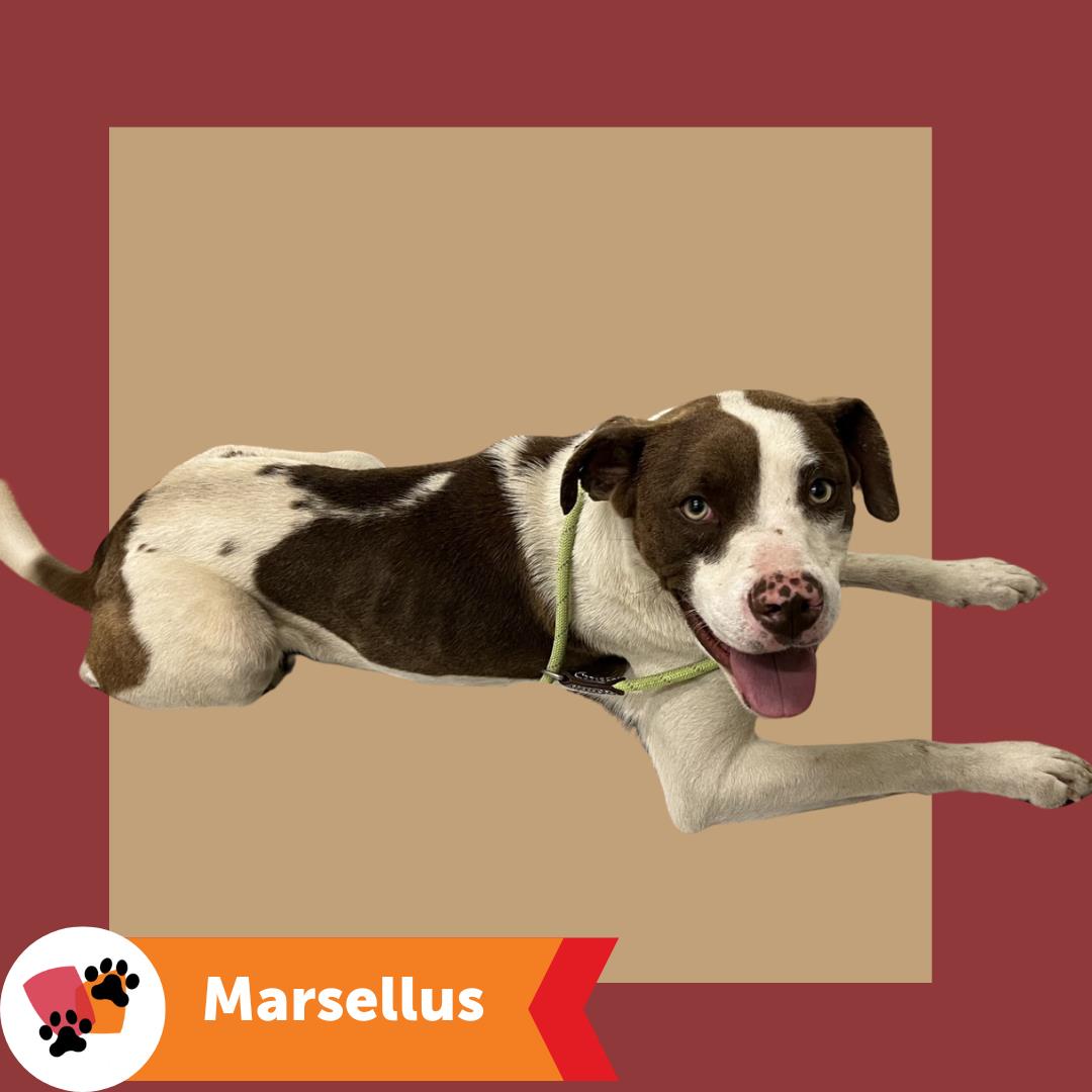 adoptable Dog in Hayward, CA named MARSELLUS