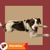 adoptable Dog in  named MARSELLUS