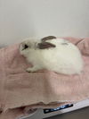 adoptable Rabbit in  named ASH