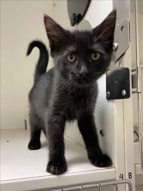 adoptable Cat in Hayward, CA named PANTERA