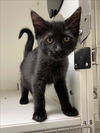 adoptable Cat in Hayward, CA named PANTERA