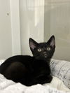 adoptable Cat in Hayward, CA named MIKEY
