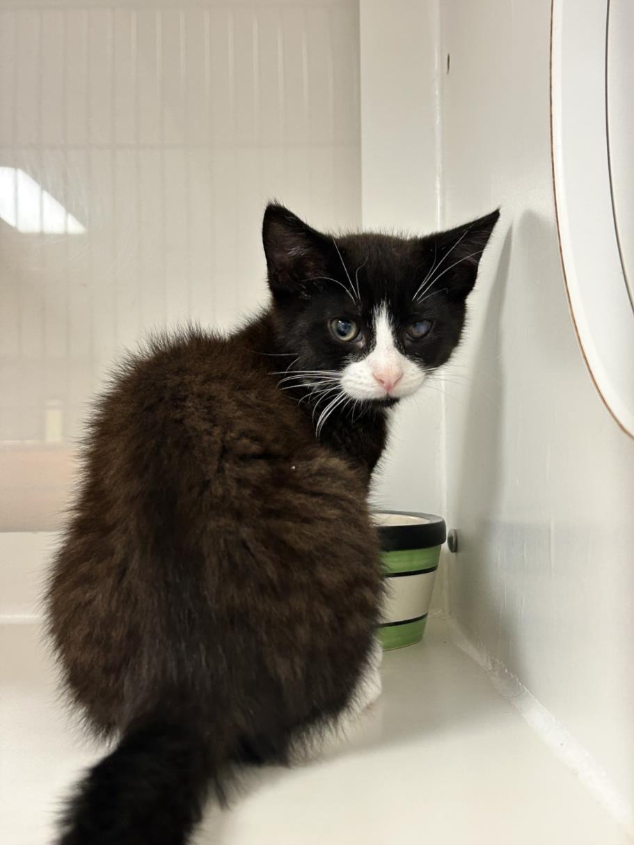 adoptable Cat in Hayward, CA named SHY GUY