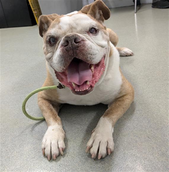 adoptable Dog in Hayward, CA named SMASH