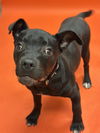 adoptable Dog in  named CHARLOTTE